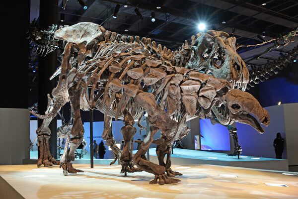 A mounted skeleton of a Denversaurus, having a run-in with a juvenile Tyrannosaurus rex, on display at the Houston Museum of Natural Science. Creative Commons License by RABaker96